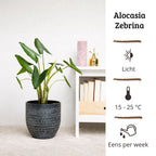 Alocasia Zebrina - 80-100 cm Hoog