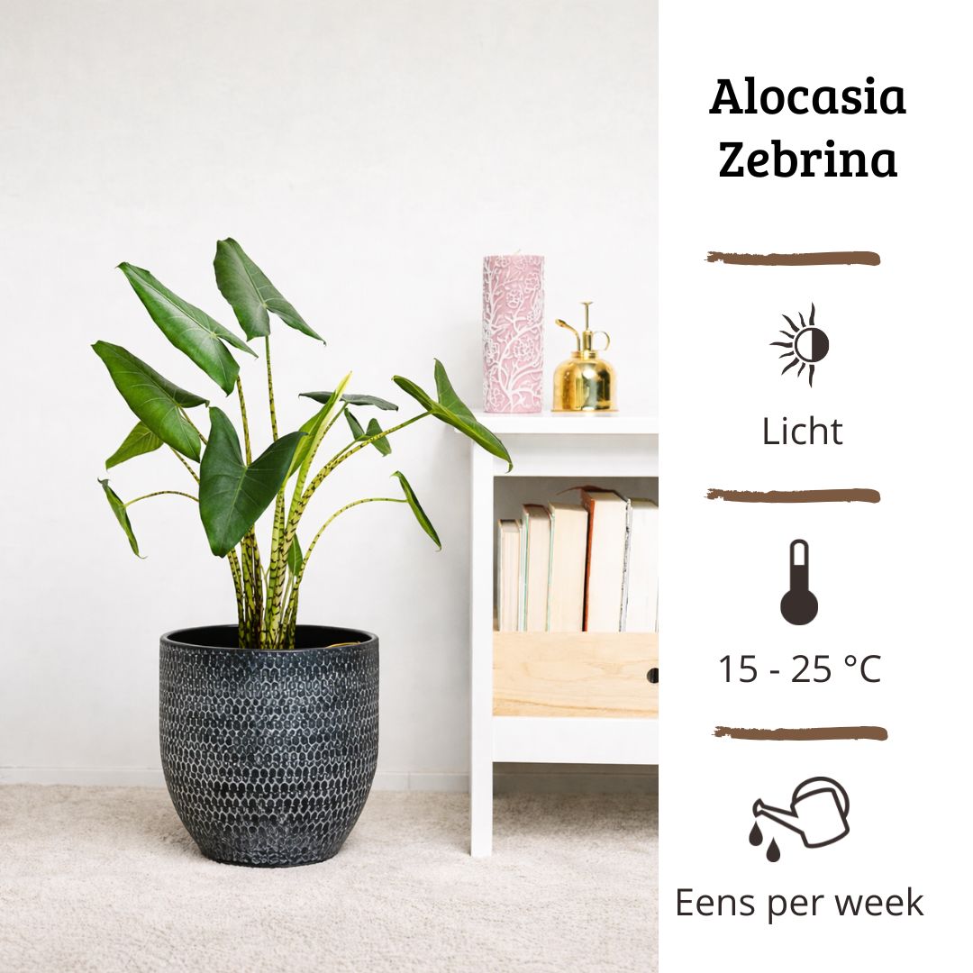 Alocasia Zebrina - 80-100 cm Hoog