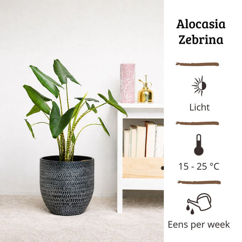 Alocasia Zebrina - 80-100 cm Hoog