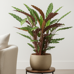 Calathea Rufibarba - 80 - 100cm Hoog