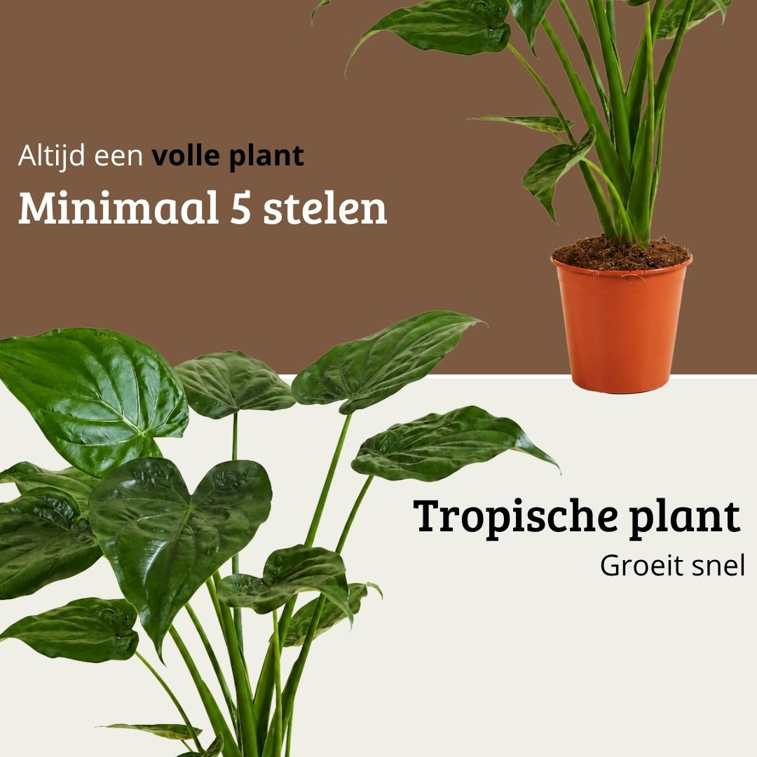 Alocasia Cucullata - 60-80 cm Hoog