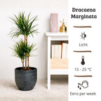Dracaena Marginata - 90 - 110cm Hoog