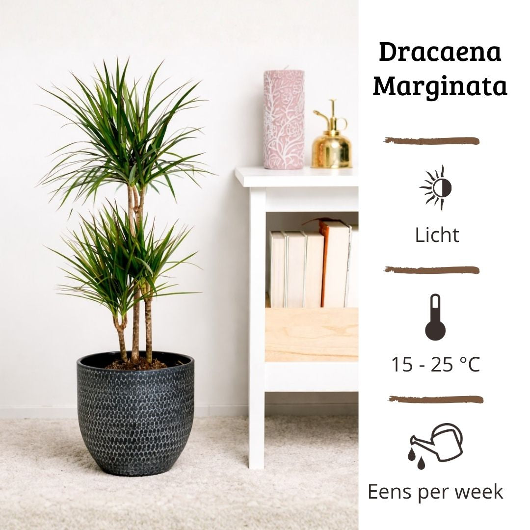 Dracaena Marginata - 90 - 110cm Hoog