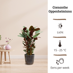 Ctenanthe Oppenheimiana - 80 - 100cm Hoog