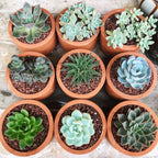 Mix mini vetplanten - 12 stuks