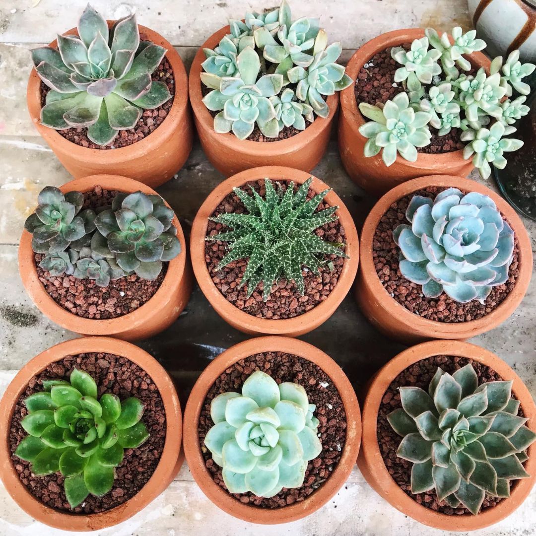 Mix mini vetplanten - 12 stuks