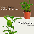 Strelitzia Nicolai - 60 - 80cm Hoog