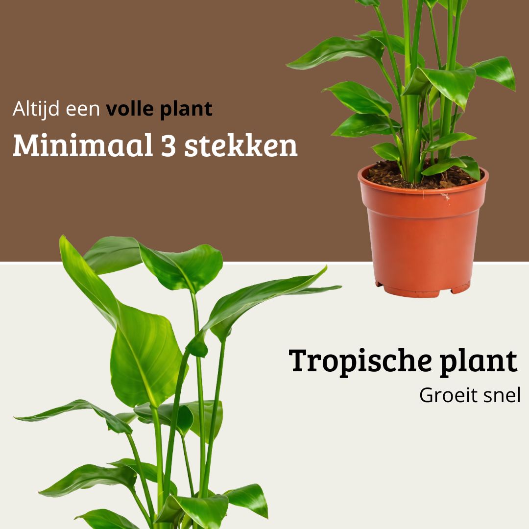 Strelitzia Nicolai - 60 - 80cm Hoog