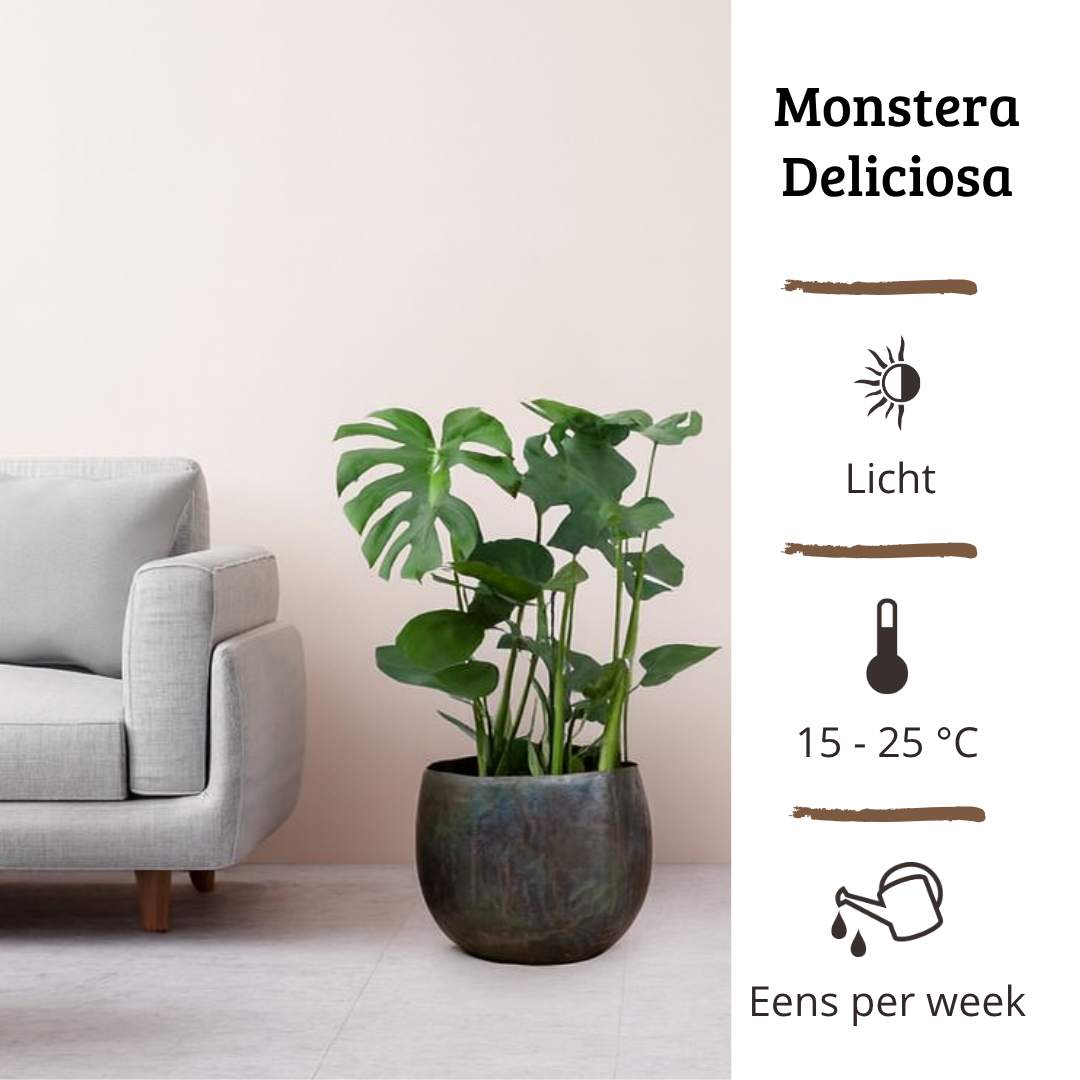 Monstera Deliciosa - 60-80 cm Hoog