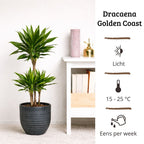 Dracaena Golden Coast - 90 - 110cm Hoog