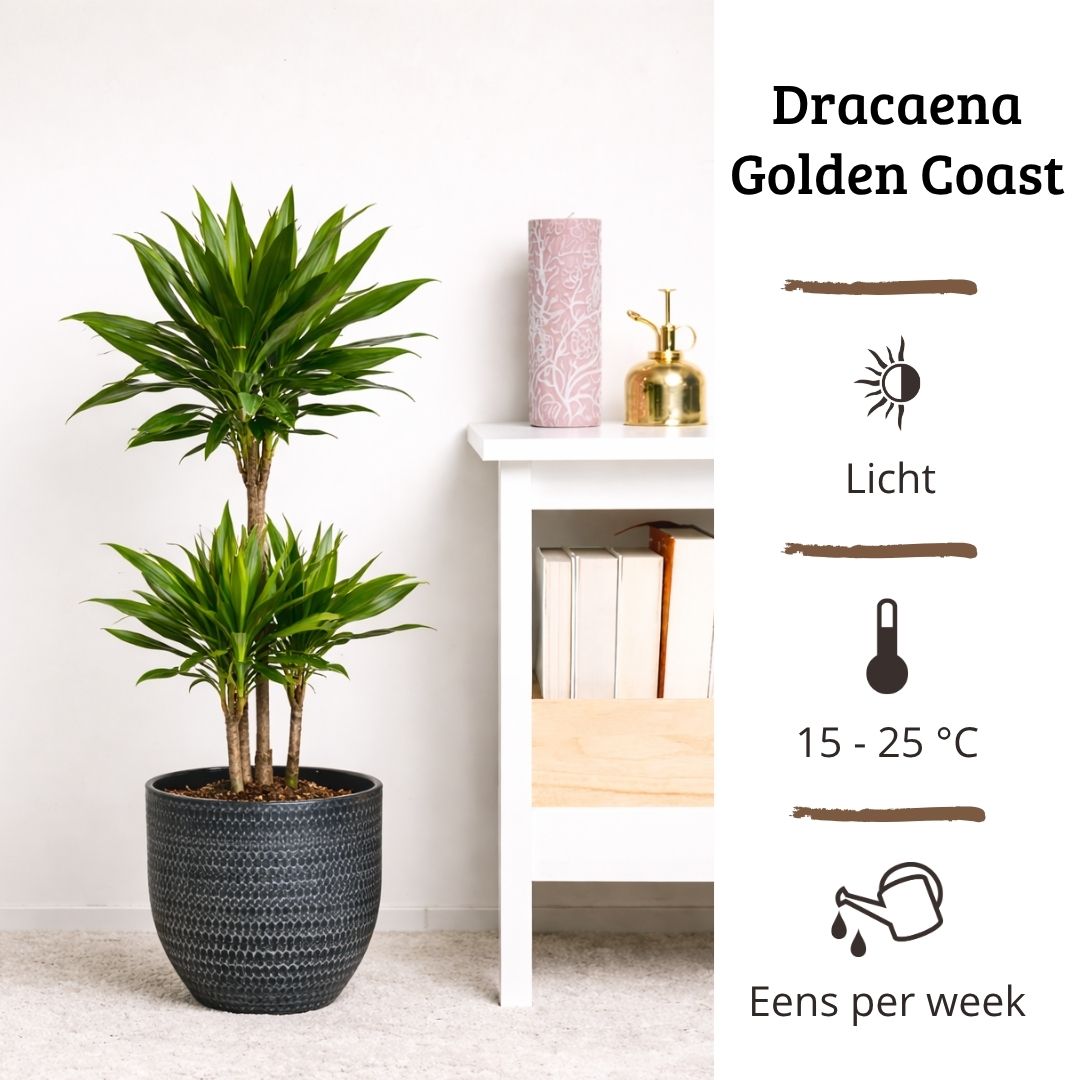 Dracaena Golden Coast - 90 - 110cm Hoog