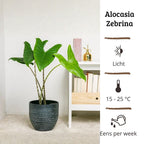 Alocasia Zebrina - 60 - 80 cm Hoog