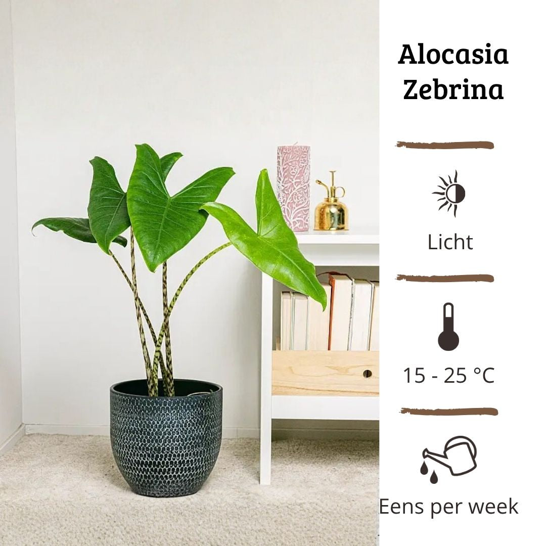 Alocasia Zebrina - 60 - 80 cm Hoog