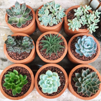 Mix mini vetplanten - 6 stuks