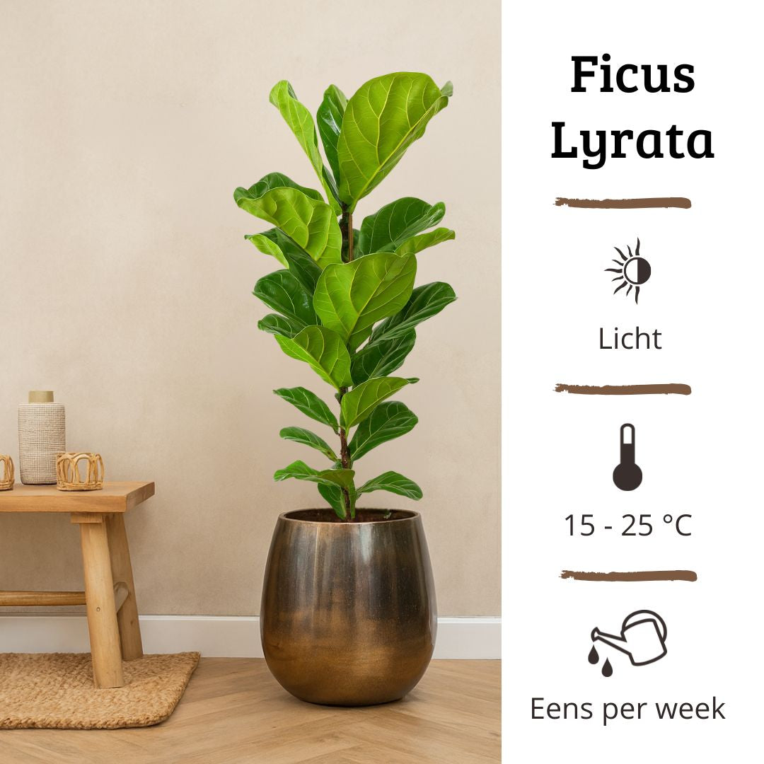 Ficus Lyrata - 100 - 120cm Hoog