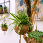 Kokodama Chloropythum - Hanplant
