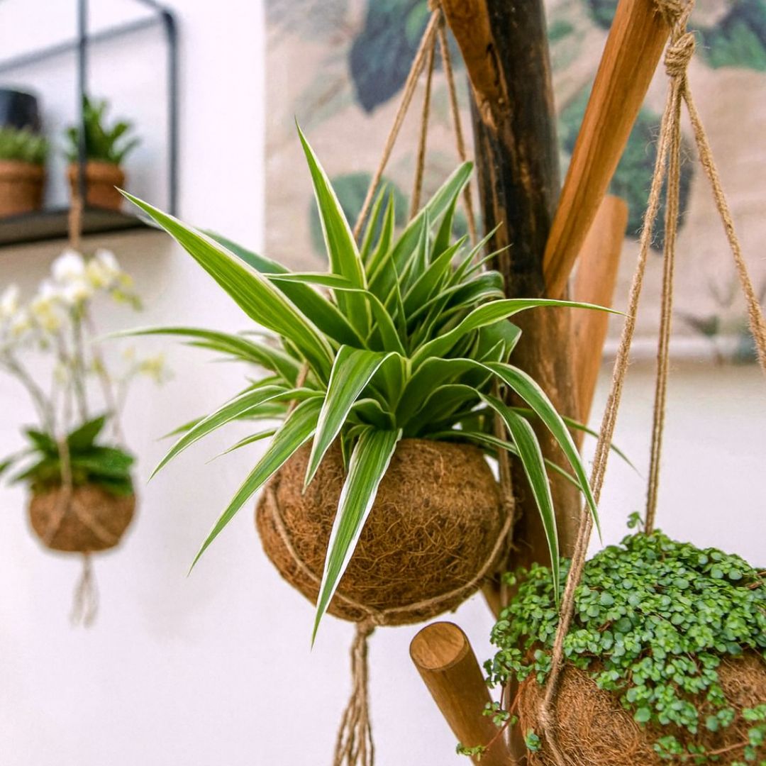 Kokodama Chloropythum - Hanplant