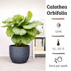 Calathea Orbifolia - 60 - 80cm Hoog