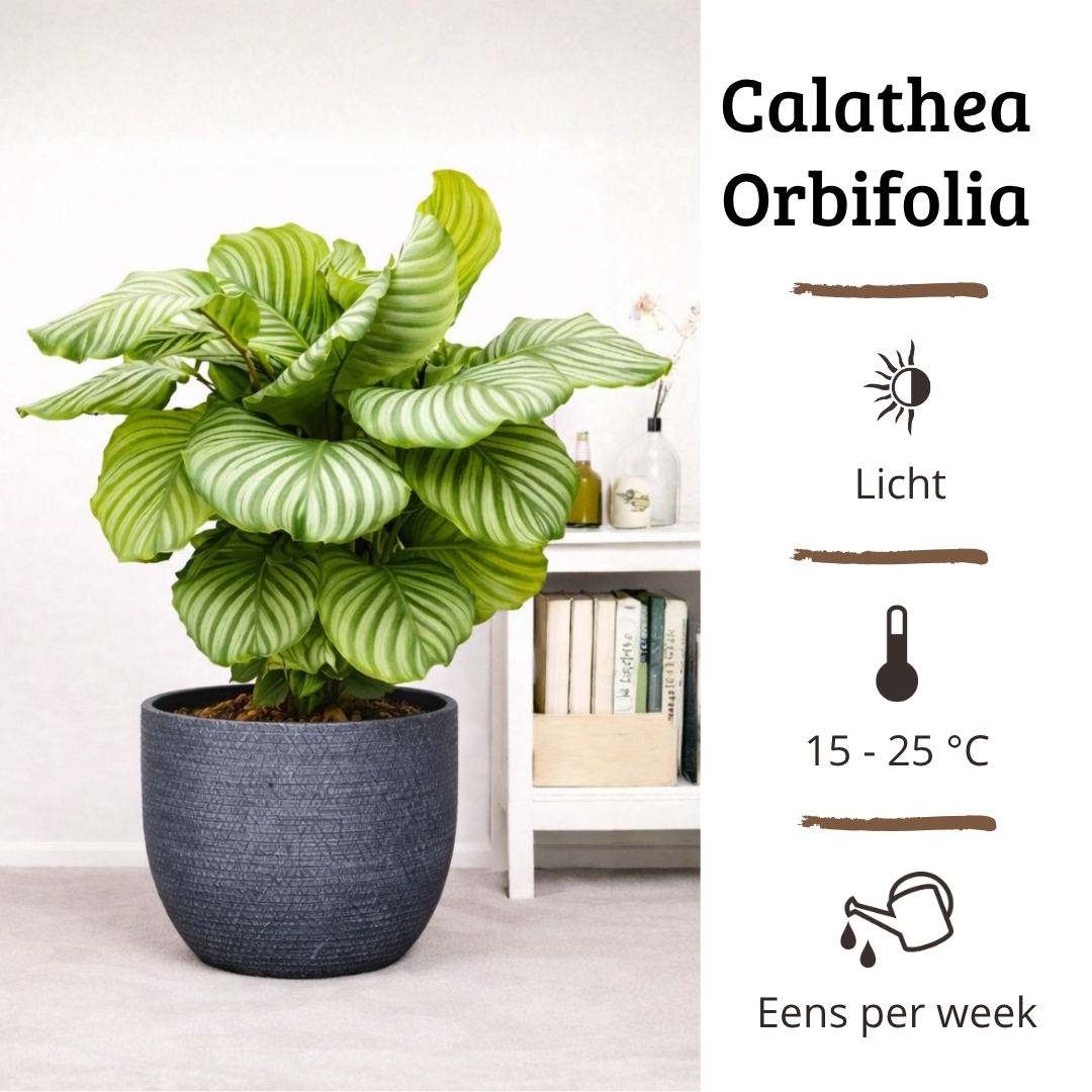 Calathea Orbifolia - 60 - 80cm Hoog