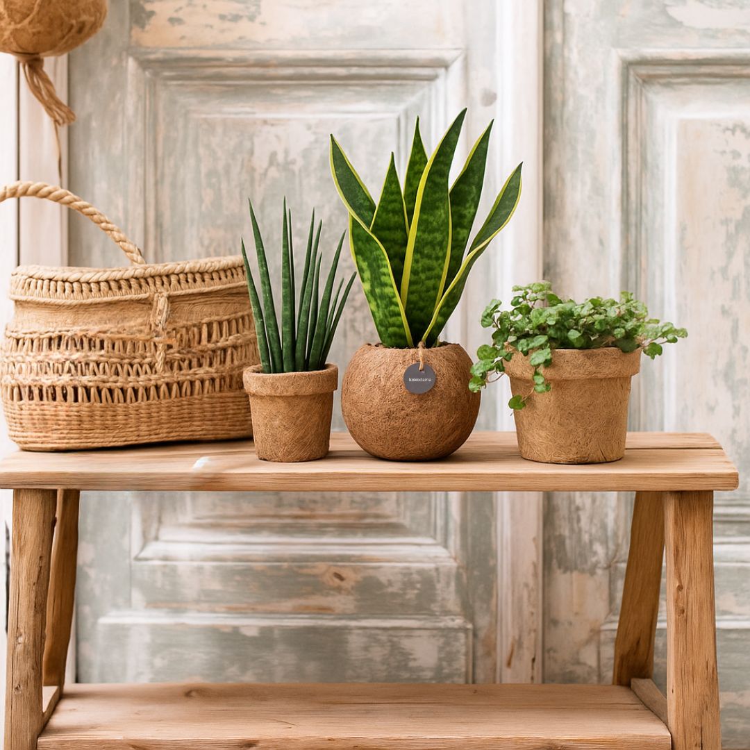 Kokodama Sansevieria - 40 - 60 cm Hoog