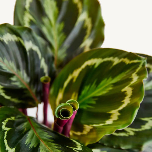 Calathea Medaillon - 70 - 80 cm Hoog