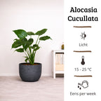 Alocasia Cucullata - 60-80 cm Hoog