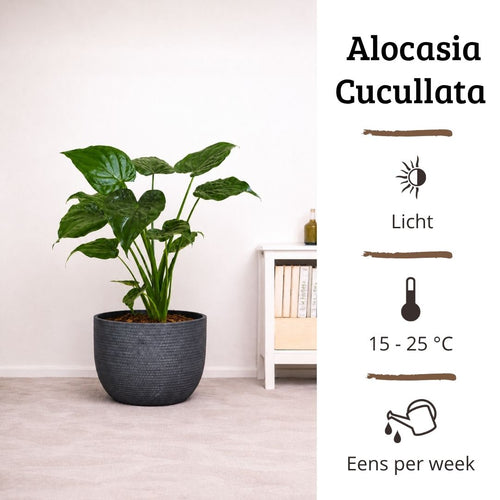 Alocasia Cucullata - 60-80 cm Hoog