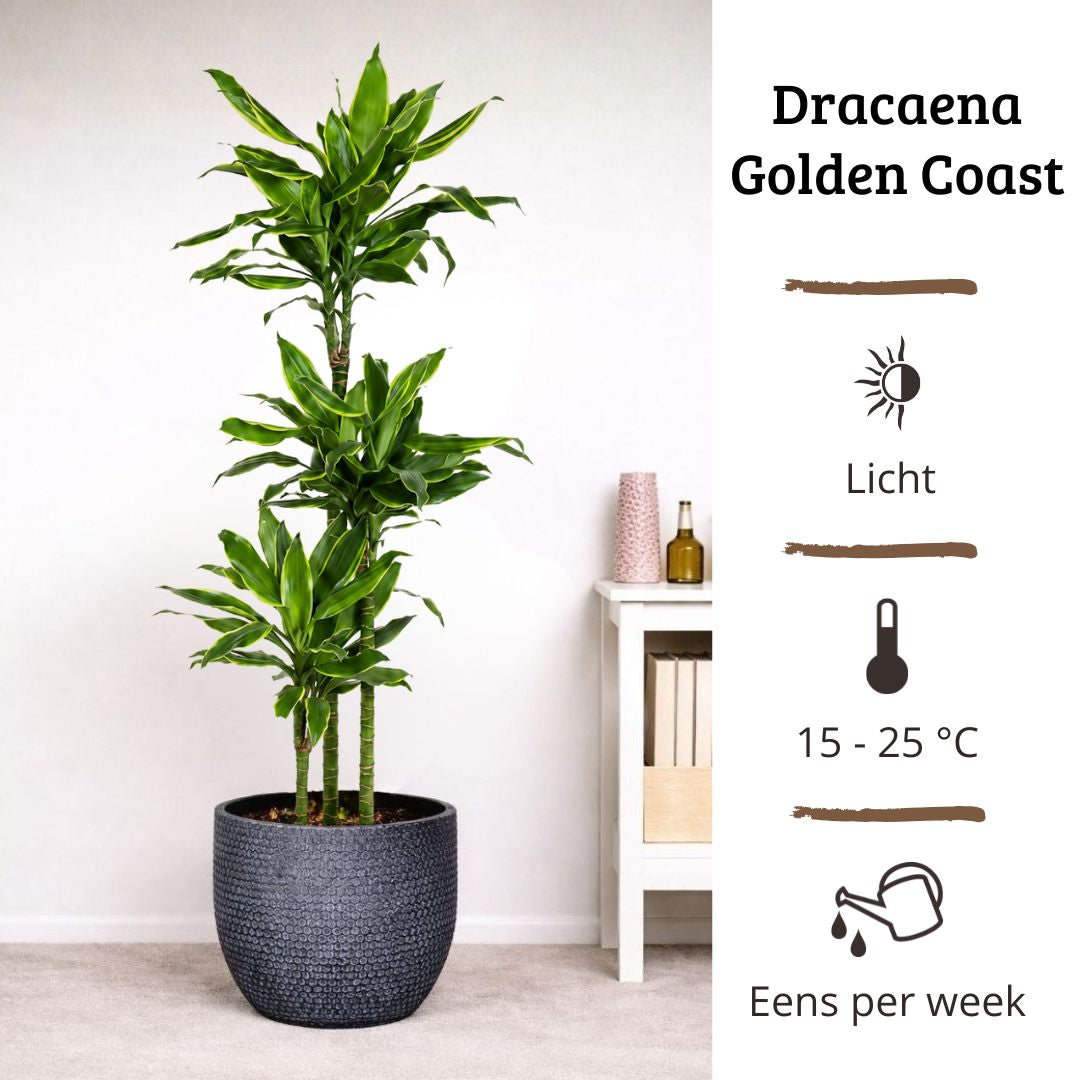 Dracaena Golden Coast - 130 - 150cm Hoog