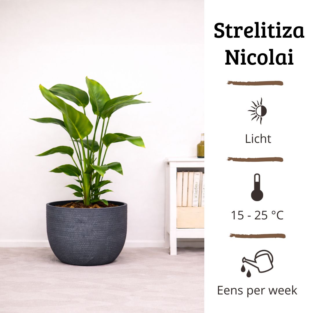 Strelitzia Nicolai - 60 - 80cm Hoog