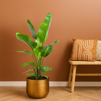 Strelitzia Nicolai - 100 - 120cm Hoog