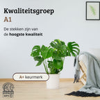 Monstera Deliciosa - 70 - 90cm Hoog