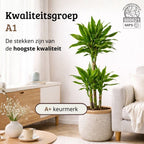 Dracaena Golden Coast - 90 - 110cm Hoog