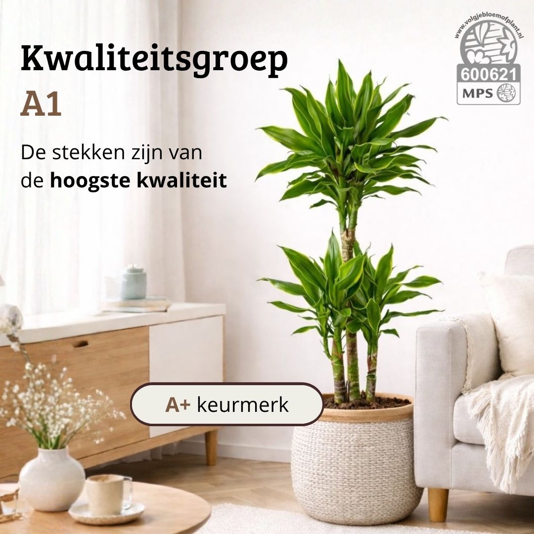 Dracaena Golden Coast - 90 - 110cm Hoog