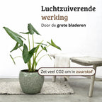 Alocasia Zebrina - 80-100 cm Hoog