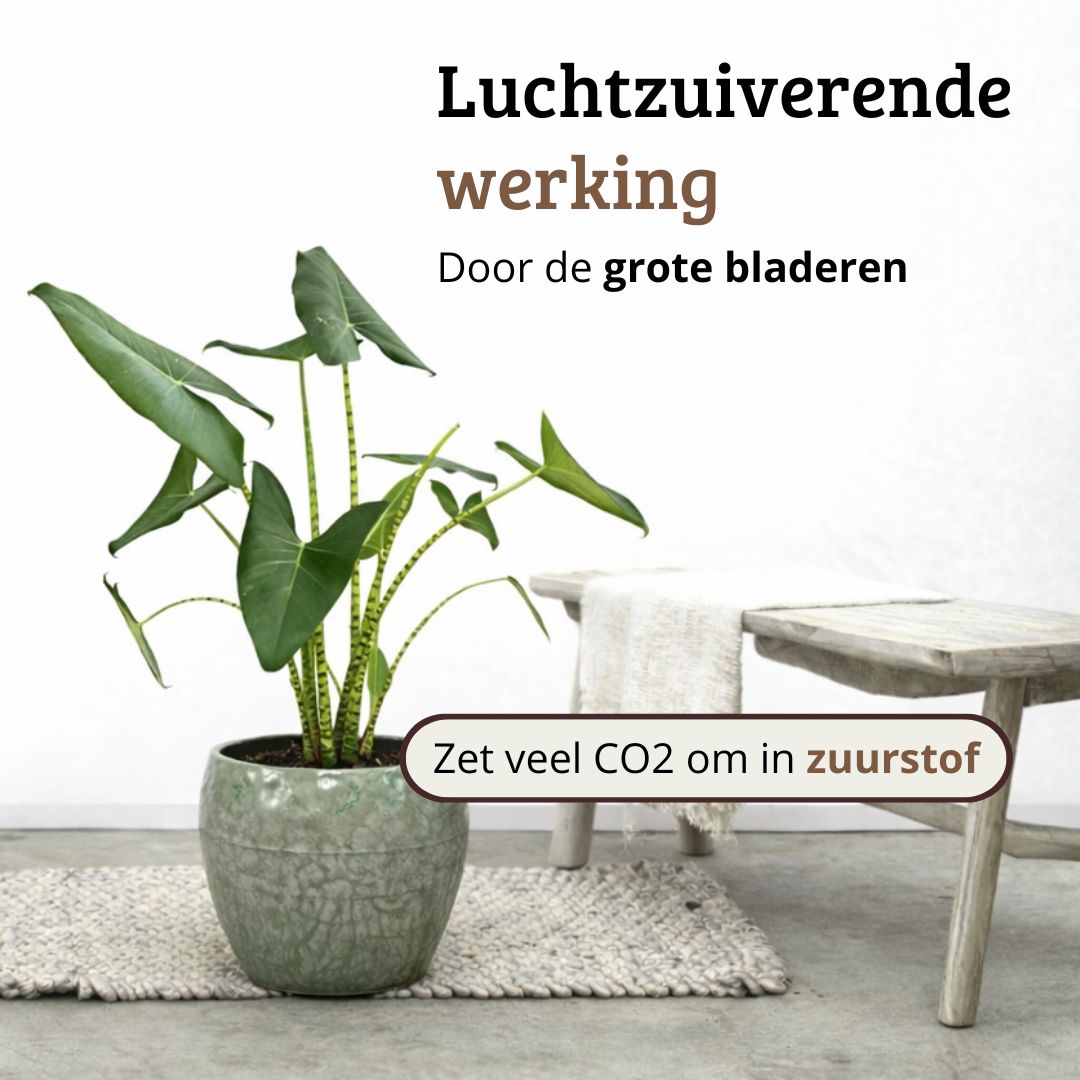 Alocasia Zebrina - 80-100 cm Hoog