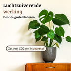 Monstera Deliciosa - 60-80 cm Hoog