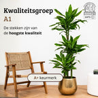 Dracaena Golden Coast - 130 - 150cm Hoog