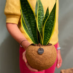 Kokodama Sansevieria - 40 - 60 cm Hoog