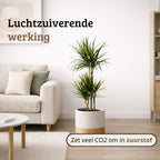 Dracaena Marginata - 90 - 110cm Hoog