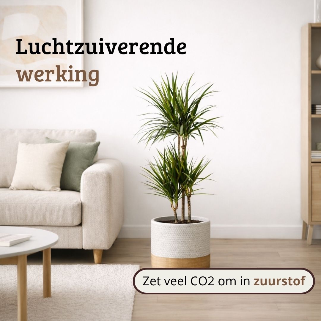 Dracaena Marginata - 90 - 110cm Hoog