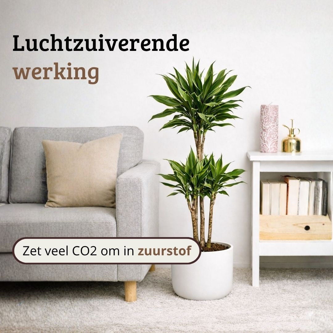 Dracaena Golden Coast - 90 - 110cm Hoog