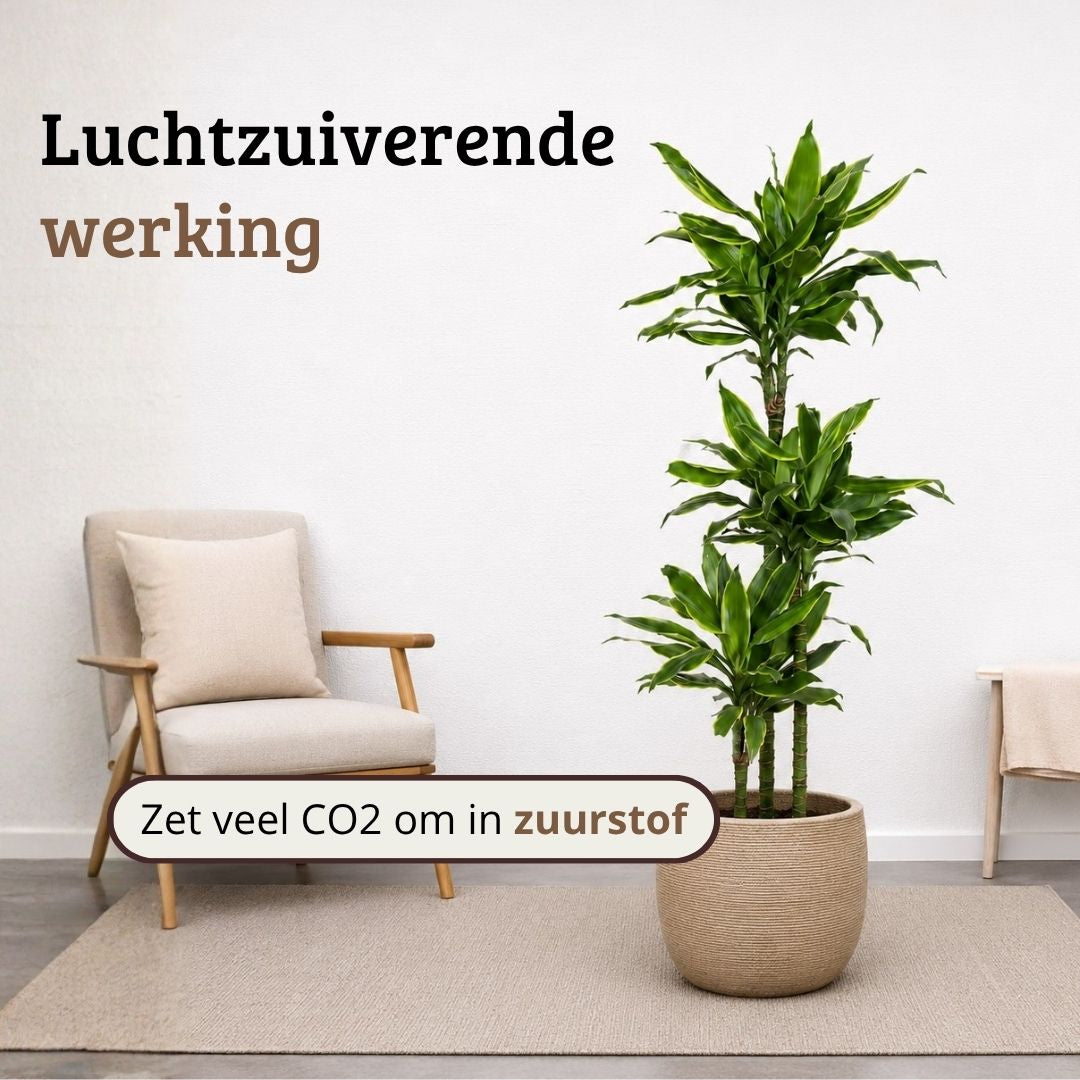 Dracaena Golden Coast - 130 - 150cm Hoog