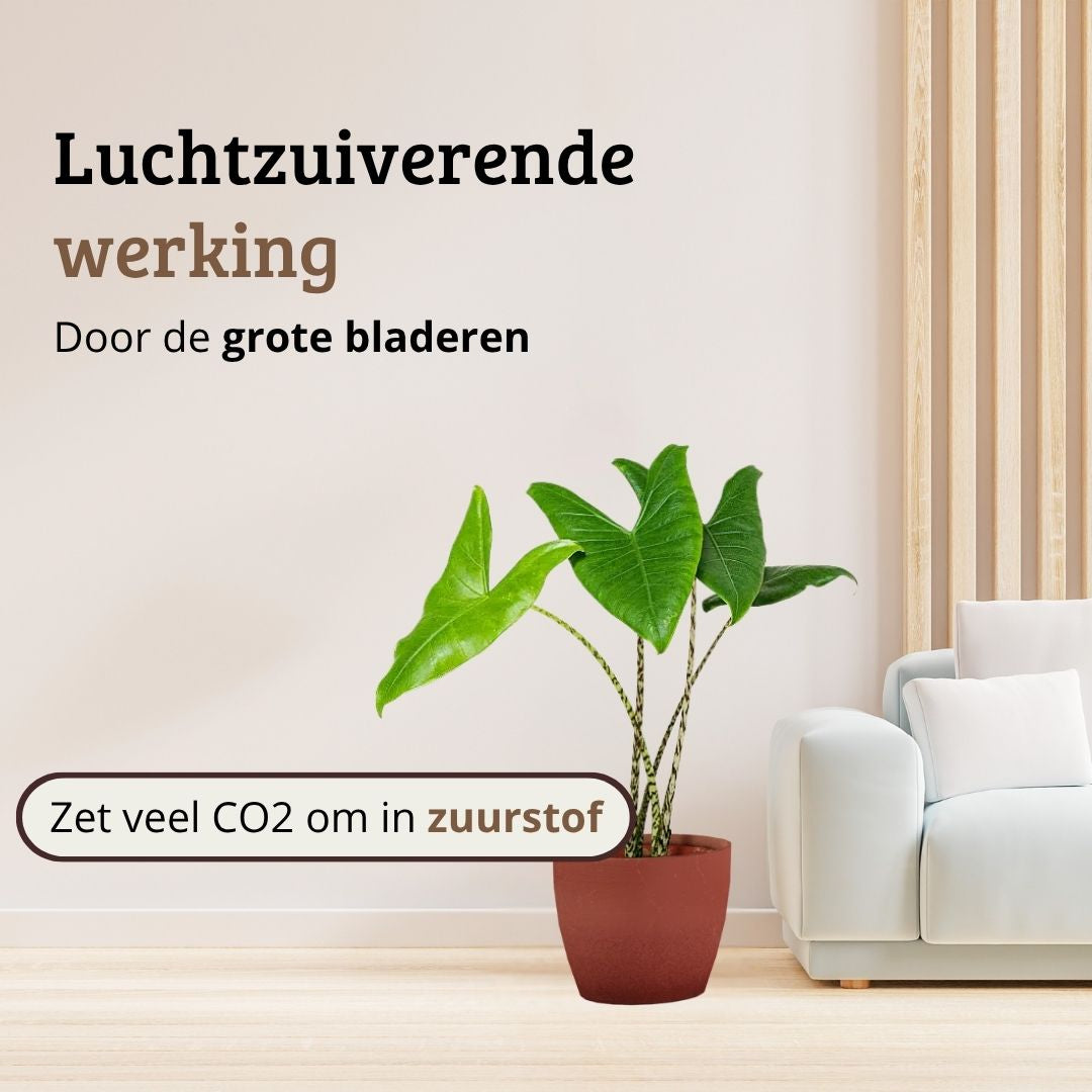 Alocasia Zebrina - 60 - 80 cm Hoog