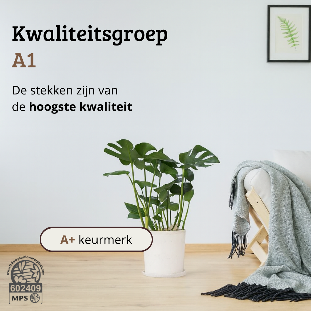 Monstera Deliciosa - 60-80 cm Hoog