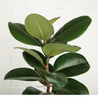 Ficus Elastica Robusta - 90 - 110 cm Hoog