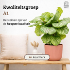 Calathea Orbifolia - 60 - 80cm Hoog