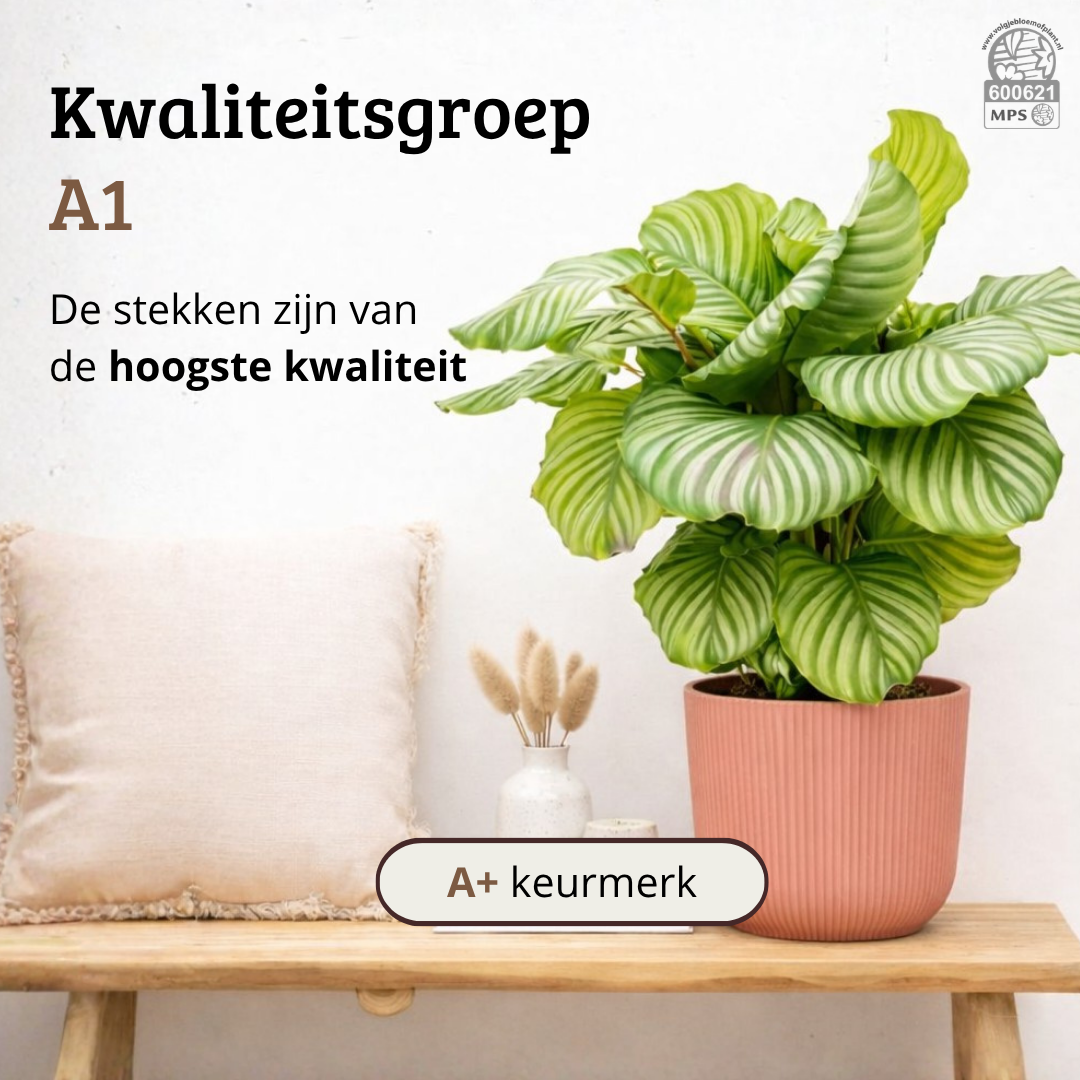 Calathea Orbifolia - 60 - 80cm Hoog