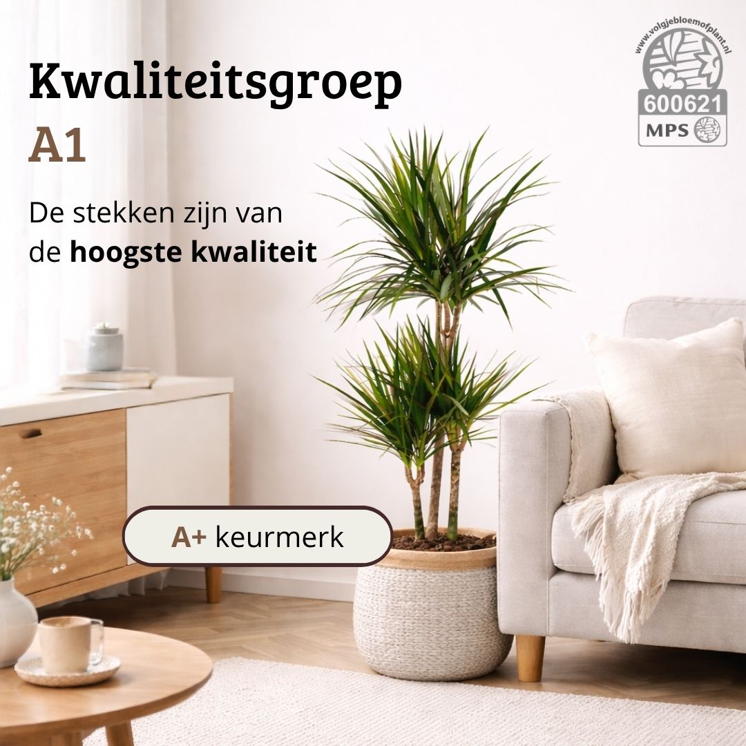 Dracaena Marginata - 90 - 110cm Hoog
