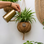 Kokodama Chloropythum - Hanplant
