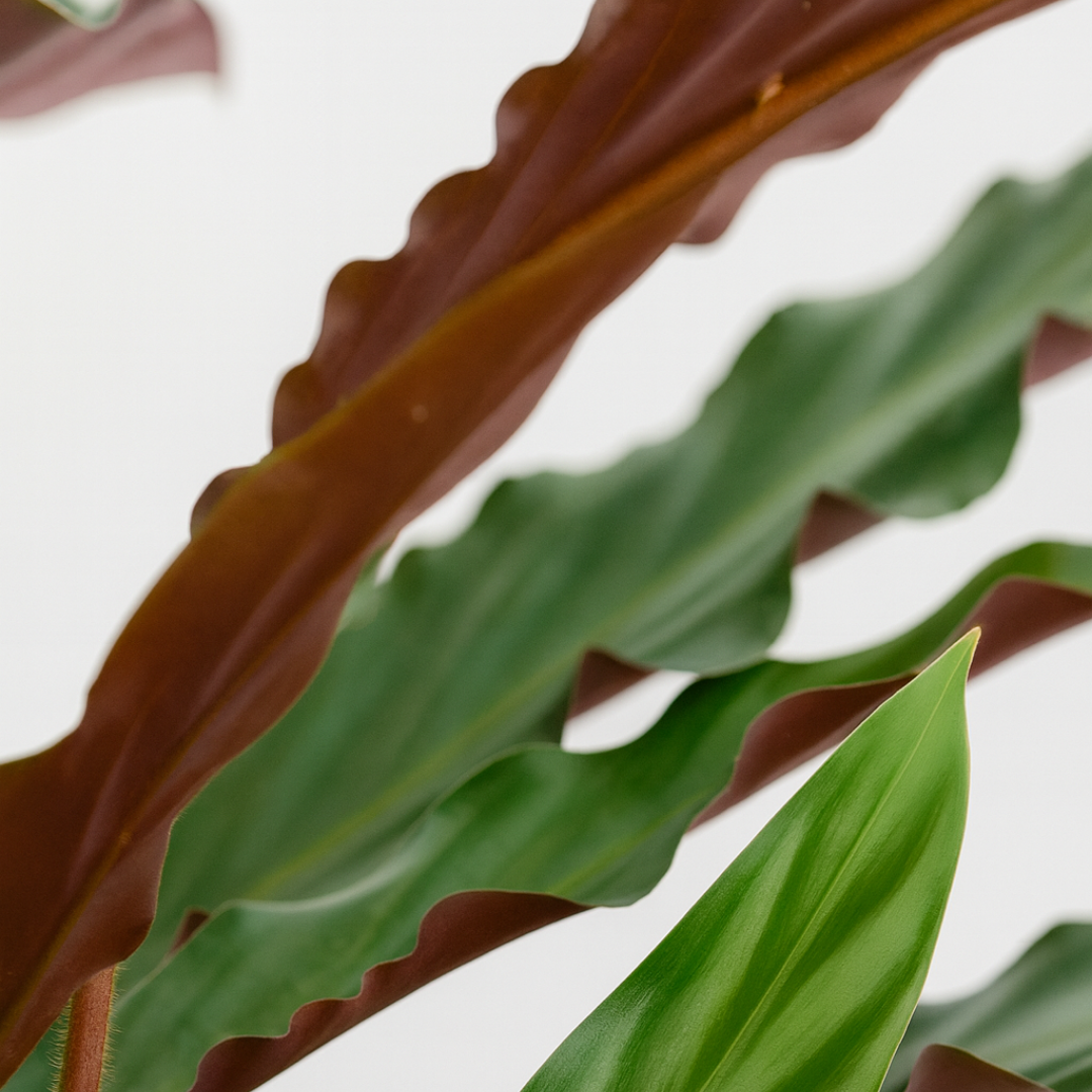 Calathea Rufibarba - 80 - 100cm Hoog